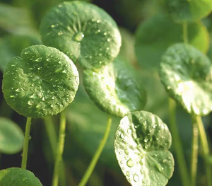 Gotu Kola